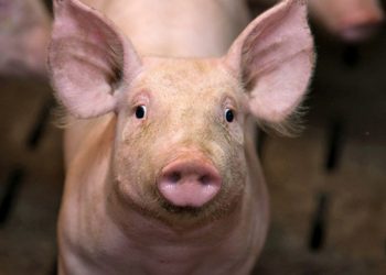 100 porcs géniteurs importés pour relancer la filière