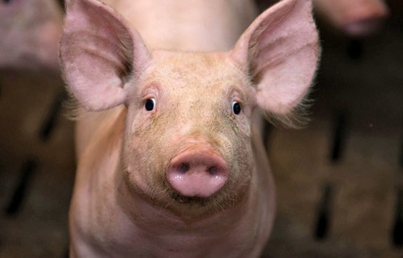 100 porcs géniteurs importés pour relancer la filière